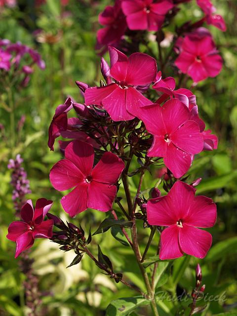 Phlox Spätamaranth.JPG